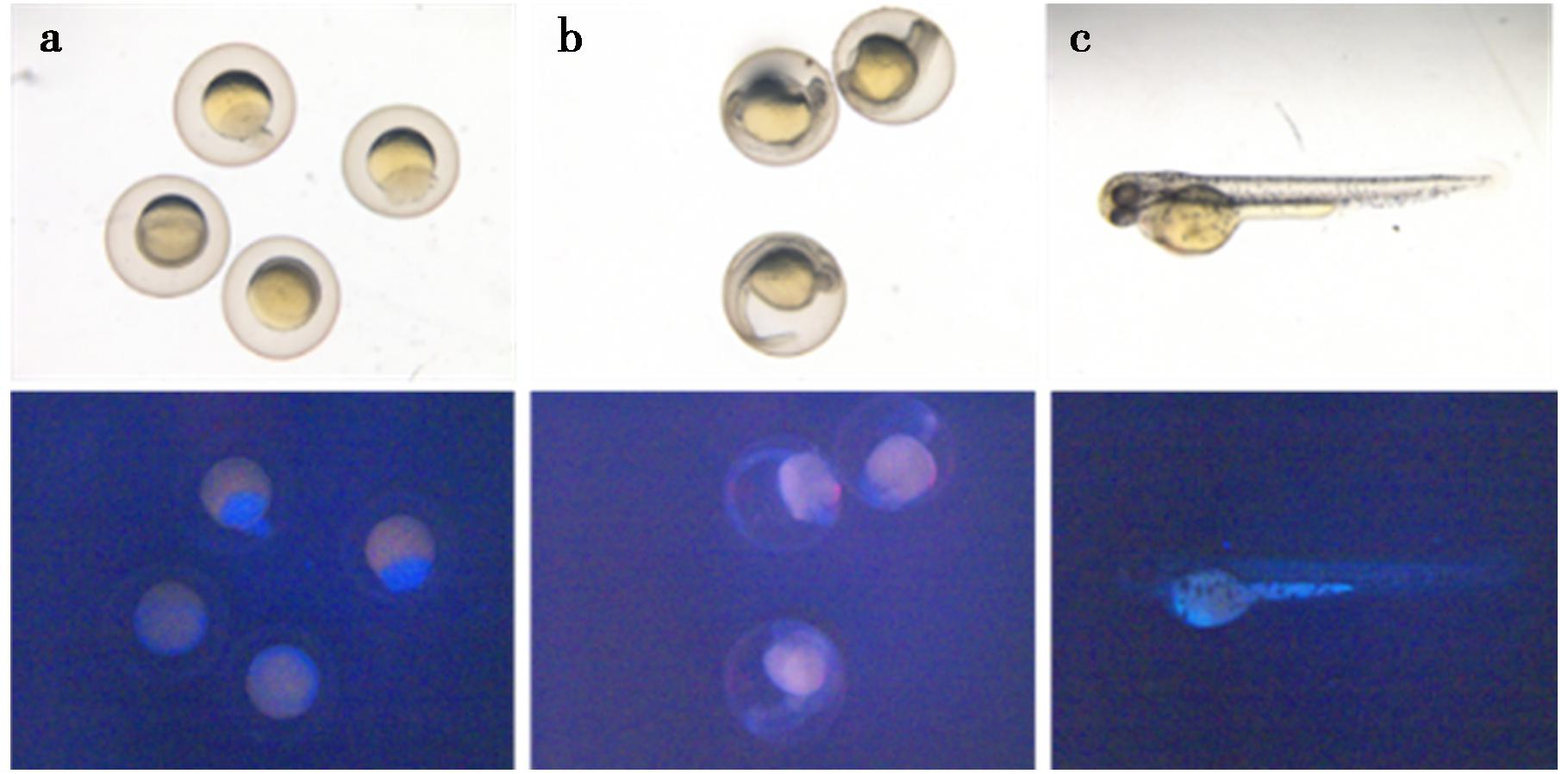 width=333,height=164,dpi=110